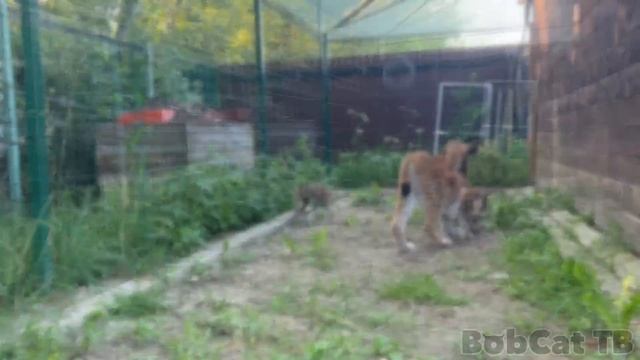 Реакция РЫСЕЙ С КОТЯТАМИ на гостей / Барханные кошки и сингапуры ловят саранчу смотреть онлайн