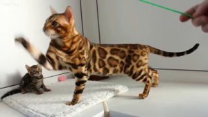 Самые дорогие кошки в мире
