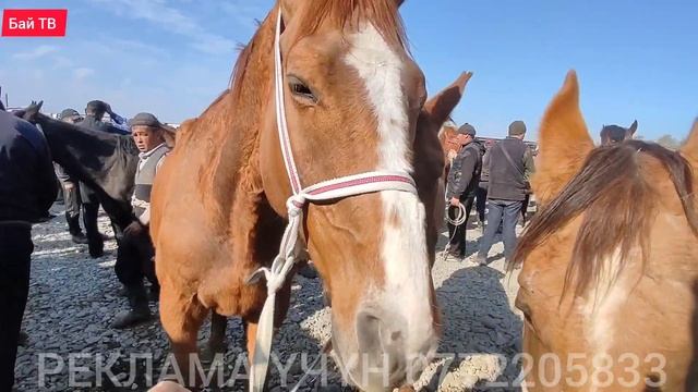 БЭЭ| БАЙТАЛ ТАЙ БААЛАРЫ ? #байтв