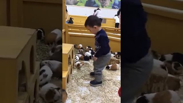 Аружан в контактном зоопарке Астана смотреть онлайн