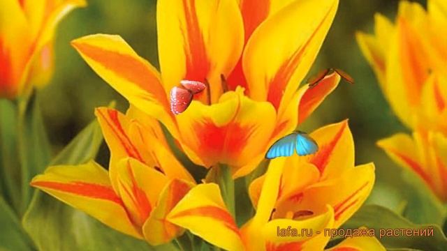 Тюльпан многоцветный Виннипег (tulipa winnipeg) ? обзор: как сажать, луковицы тюльпаны Виннипег смотреть онлайн