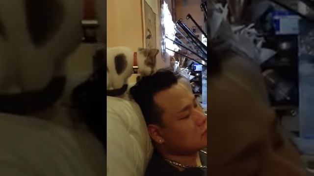 Mochi Madness - Kitten Playing Hairstylist