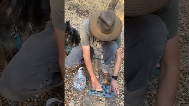 Forgot your bowl? Use a hole! #bushcraft #hiking #dogs #australianshepherd #aussie #dehydration #h2