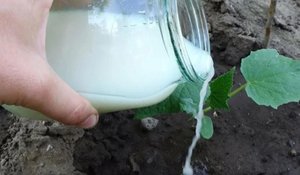 Не спешите кормить растения дрожжами, пока не посмотрите это видео