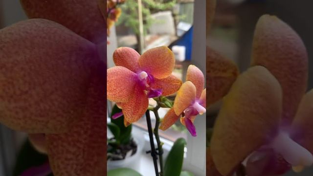 Bronze Buddha #orchids #video