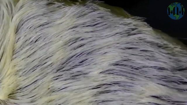 Самые СМЕРТОНОСНЫЕ НАСЕКОМЫЕ в МИРЕ! ТОП - 10. смотреть онлайн