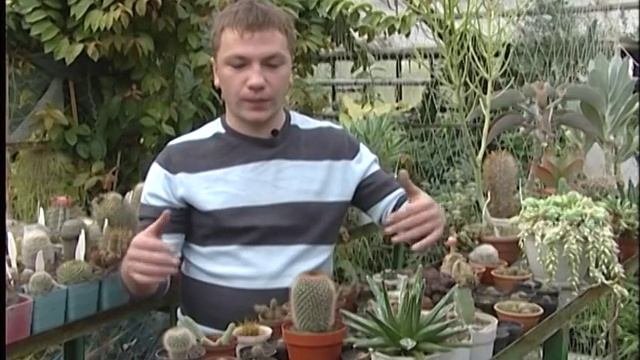 Миф о кактусах возле компьютера
