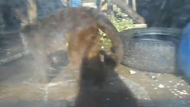 Обезьяна нервничает. смотреть онлайн