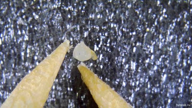 Что за мелкие белые шарики в камбале смотрим в микроскоп смотреть онлайн