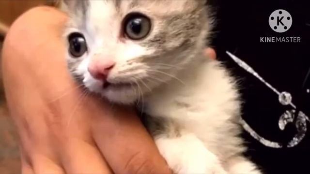 Когда люди взглянули на спасенного котенка, то не поверили своим глазам смотреть онлайн
