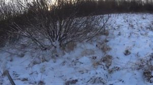 Первый снег и первый трофей!!! Чуть не проворонил! Охота на зайца с подхода. ИЖ-27М, ИЖ-27-16.