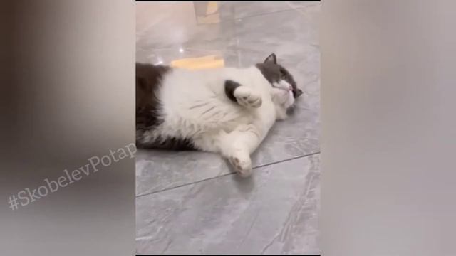 :) смешные коты 2023 и другие животные/ смешные животные 2023/ смешные видео с животныеми.