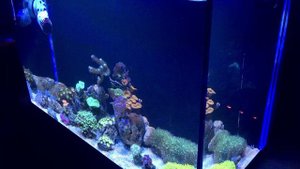 Морской аквариум 2.0