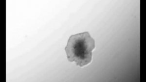 Трихоплакс