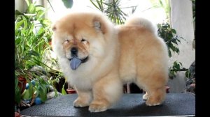 Чау-чау — основные плюсы и минусы породы!