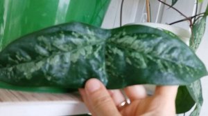 Пассифлора Летучая мышь