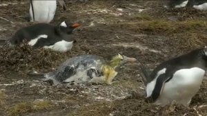 ПИНГВИН НАСРАЛ НА ПИНГВИНА ЖЕСТКО ОБРИСТАЛ ?