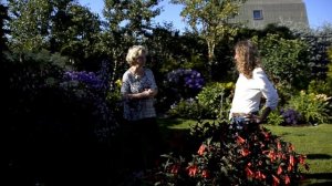 Фуксии в саду, агротехника: опыт Ольги Кобец