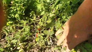 лук Марс и эксперимент из Марса Чернушка на севок !
