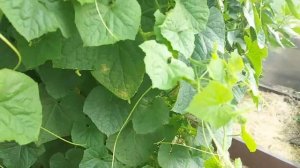 Пятна на листьях огурцов