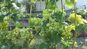 Виноград Дарья Крайнова В.Н. и Ладушка Удовенко Н.Т. в Воронеже.