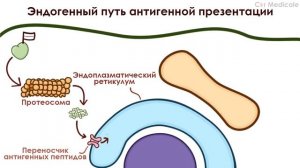 Главный комплекс гистосовместимости - MHC 1 и 2 - что такое, функции, строение, механизм презентаци