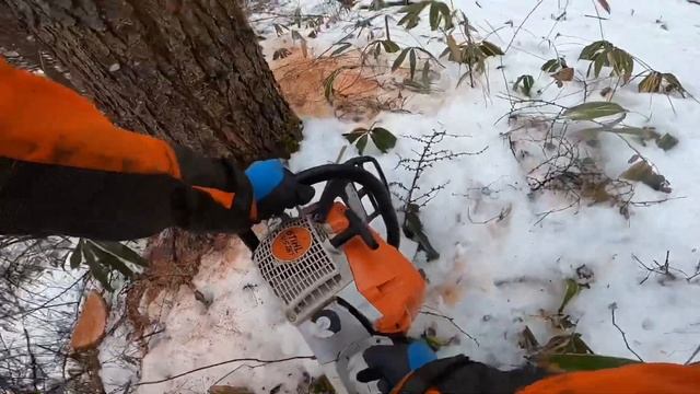 Stihl 261 Japanese larch смотреть онлайн