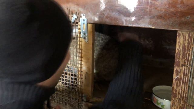 ОБЗОР ХОЗЯЙСТВА,🐇 КРОЛИКИ /🐇 КРОЛИКОВОДСТВО 🐇🐰🐰🐇🐰