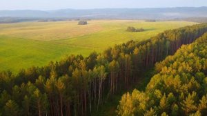 Рысь попала в капкан, а девушка решила помочь хищнику