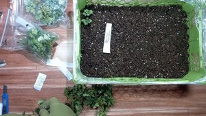 Как укоренить 100, 300 черенков в ящике - мини теплице. #chrysanthemumflower #chrysanthemum