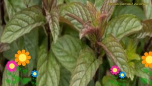 Мята перечная Блек Митчем. Краткий обзор, описание характеристик mentha piperita Black Mitcham