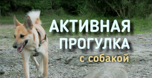 Прогулка и игры с собакой на природе