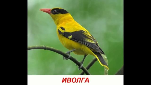 Голоса птиц для детей. Развивалки "Умный Ребенок"