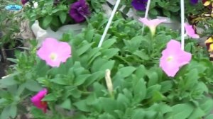 СУРФИНИЯ, КАЛИБРАХОА, АМПЕЛЬНАЯ ПЕТУНИЯ- В ЧЁМ ОТЛИЧИЕ ?