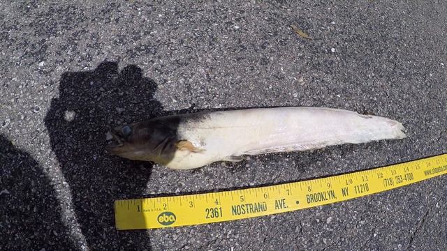 Last measure 16"/40cm 8 yo Amur catfish Silurus asotus agile voracious easy quirky смотреть онлайн