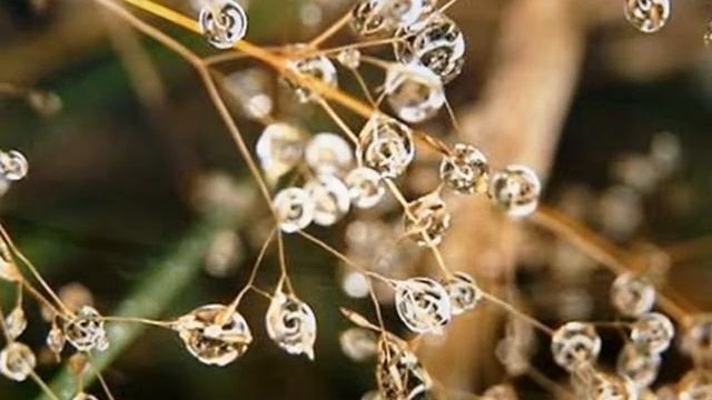 ХРУСТАЛЬНЫЕ КАПЛИ ОСЕНИ смотреть онлайн