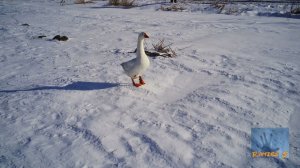 Уссурийск 2021 - Гордый зимний Гусь.mp4