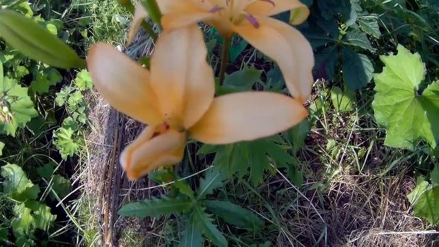 мои лилии дача под Архангельском смотреть онлайн