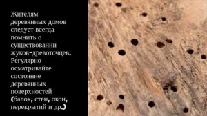 Откуда берутся в квартире и доме древесные жуки и как от них избавиться
