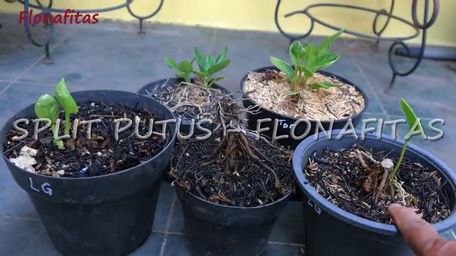 Split Putus Anthurium || anthurium | jemani | sanseviera | sanse | Flora | Fauna | lirik lagu смотреть онлайн