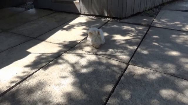 Adventures of guinea pig in the garden. Funny animals. Приключения морской свинки в саду смотреть онлайн