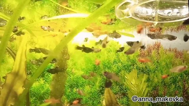 Кормление рачками артемии мальков моллинезий, меченосцев, гуппи Эндлера смотреть онлайн