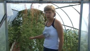 Опадают цветы у томатов. Что делать?