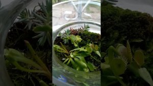 Венериной мухоловке 10 дней. Как сделать мини флорариум. Кормим Мухоловку!