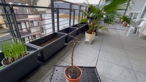 Спасение Кумквата  Часть 2  Выращивание цитрусовых, Проблемы при выращивании цитрусовых дома.