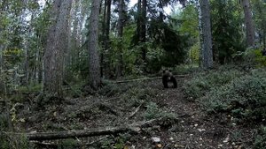 Жизнь бурых медведей #14 (Карелия, 2021)