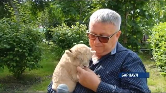 Сергей Писарев, директор барнаульского зоопарка 12.08.16 смотреть онлайн