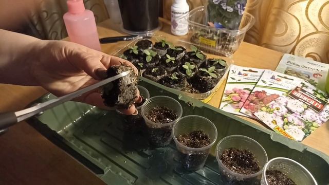 🌱Пересадка Эустомы из торфяных таблеток по стаканчикам.🌱 смотреть онлайн