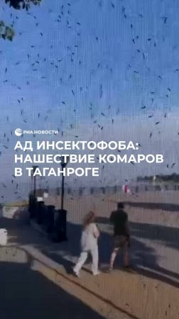 Ад инсектофоба: нашествие комаров в Таганроге