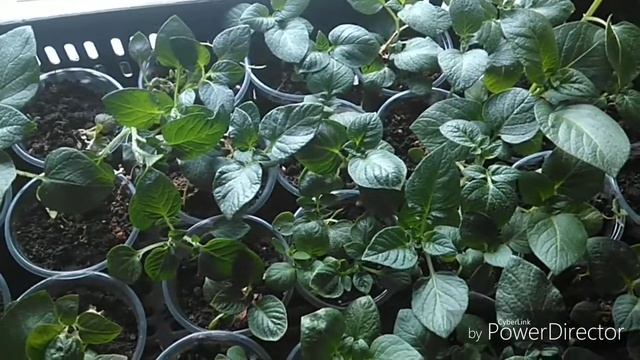 Картофель из ботанических семян.Выращивание рассады.